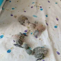 جوجه کوتوله