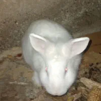 خرگوش رایگان