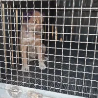 سگ نگهبان نژاد سراب