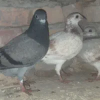 پلاکی|پرنده|بستان آباد, |دیوار