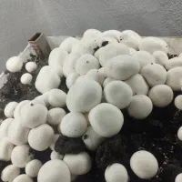 نیازمند سرمایه|استخدام مالی، حسابداری، حقوقی|سنندج, |دیوار