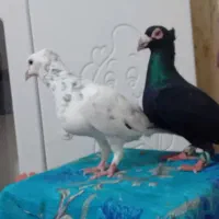 زاغ بغدادی و سرور کاکلی