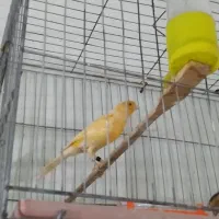 قناری نرو ماده