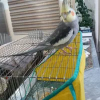 گمشده عروس هلندی نر طوسی