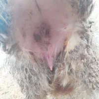 گوسفند گله گرد|حیوانات مزرعه|آزادشهر, |دیوار