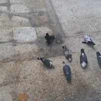 7عدد کبوتر|پرنده|قم, باجک یک|دیوار