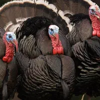 تخم نطفه دار بوقلمون برنز|حیوانات مزرعه|تهران, صادقیه|دیوار