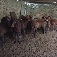 بره نر|حیوانات مزرعه|سورک, |دیوار