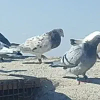 گمشده هر عزیزی گرفته به پول خوب خریدارم