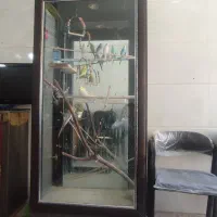 عروس هلندی و مرغ عشق