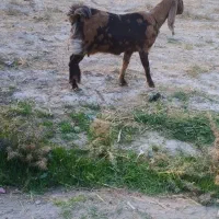 بزپاکستانی|حیوانات مزرعه|نصر آباد, |دیوار