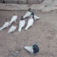 کبوتر|پرنده|بم, |دیوار