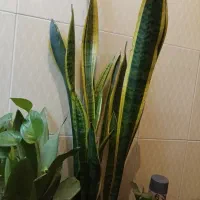 گل سانسوریا طلایی