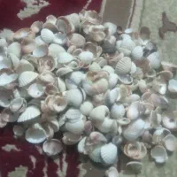 فروش صدف دریا قیمت توافقی