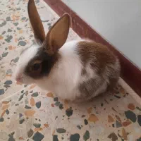 خرگوش خانگی باهوش
