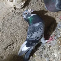 کبوتران نر برای بازی و جوجه کشی