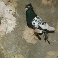 چهارتا حیوون|پرنده|قوچان, |دیوار