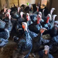 فروش بوقلمون با کیفیت بالای گوشت|حیوانات مزرعه|ابهر, |دیوار