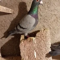 کفتر آلمانی