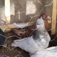 کله به شرط|پرنده|بجنورد, |دیوار