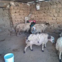 ۸عدد گوسفند همه شک اول بره آبستن پستان کرده|حیوانات مزرعه|ایلام, |دیوار