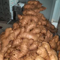 زنجبیل چینی سردخانه میوه درخشان جنوب (فقط عمده)