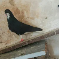 کفتر پرشی ساده سیاه افشون کرواتی کاکلی پشت گراف