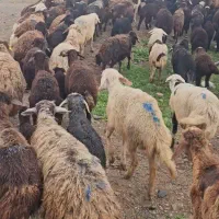 میش بره دار قزل