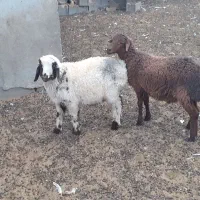 بره ریز،نر،ماده بز میش