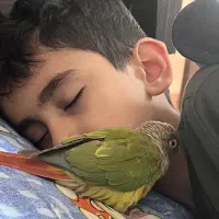 یه طوطی گم کردم