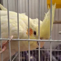 عروس هلندی نر و ماده|پرنده|پاکدشت, پاکدشت (مامازند)|دیوار