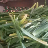 سبزی کوهی ،وحشی کاوار ، چریش