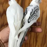 عروس هلندی