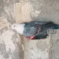 یک نر چپ هفرنگ و یک نر کلاغ طاوسی