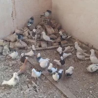 پرنده کبوتر
