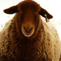 خریدگوسفند پرواری مناسب تولد نوزاد عروسی چاق زنده|حیوانات مزرعه|تهران, زنجان جنوبی|دیوار