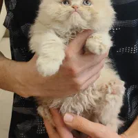 بچه گربه پرشین اصیل 2 ماهه
