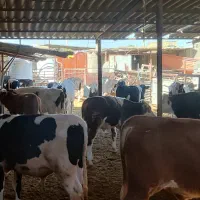 گوساله لاغر