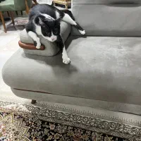 واگذاری گربه تاکسیدو (نر)|گربه|شیراز, فرهنگ شهر|دیوار