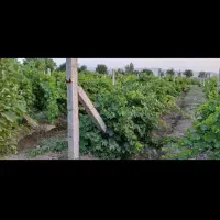 فروش باغ داربستی ودرختان مثمر همراه خانه واستخر|فروش دفتر صنعتی، کشاورزی، تجاری|ملایر, |دیوار