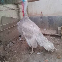 بوقلمون اسلیت نر