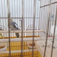 عروس هلندی سینامون|پرنده|محمدیه-قزوین, |دیوار