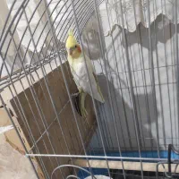 عروس هلندی لوتینو