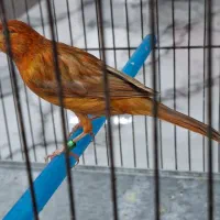 قناری شتری سرخ