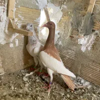 کفتر سرخ یهودی شهرستانی