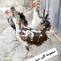 تخم مرغ گلین|حیوانات مزرعه|سنندج, |دیوار