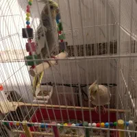 عروس هلندی|پرنده|گتوند, |دیوار