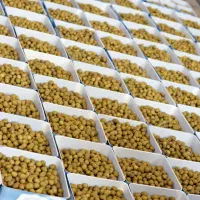 استخدام بانوان،حیطه کاری زیتون،پاره وقت و تمام وقت|استخدام اداری و مدیریت|کرج, شیخ آباد|دیوار