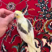 جوجه عروس هلندی دوکت پاستیل فیس
