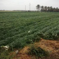 موتور شش دانگ با 11 هکتار زمین